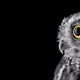 Illustration for article titled Take A Moment To Marvel At These Unusually Intimate Owl Portraits